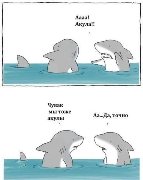 чувак мы тоже акулы Апда точно