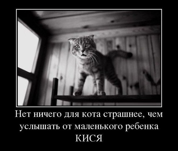 Нет ничего для кота страшнее чеМ услышать от маленького ребенка КИСЯ
