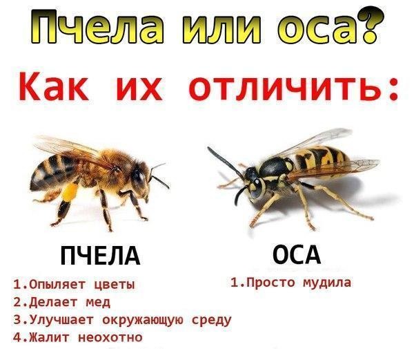 Пчела или оса Как их отличить ПЧЕЛА ОСА 10пыляет цветы 1 ПРОСТ0 МУдИЛЗ 2делает мед 3Улучшает окружающую среду АЖалит неохотно