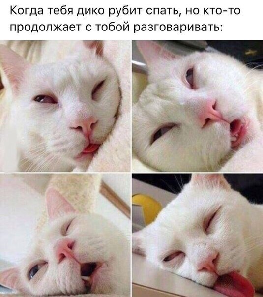 Когда тебя дико рубит спать но ктото продолжает тобой разговаривать