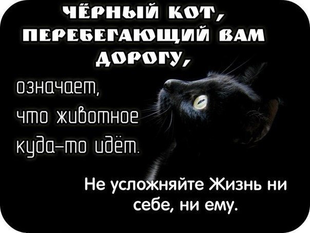 Г чёрный кот пврвввмющшй вдм дорогу означает ИК чгпп жибптное кцбпгпо идёт Не услоіняйте Жизнь ни себе ни ему 1