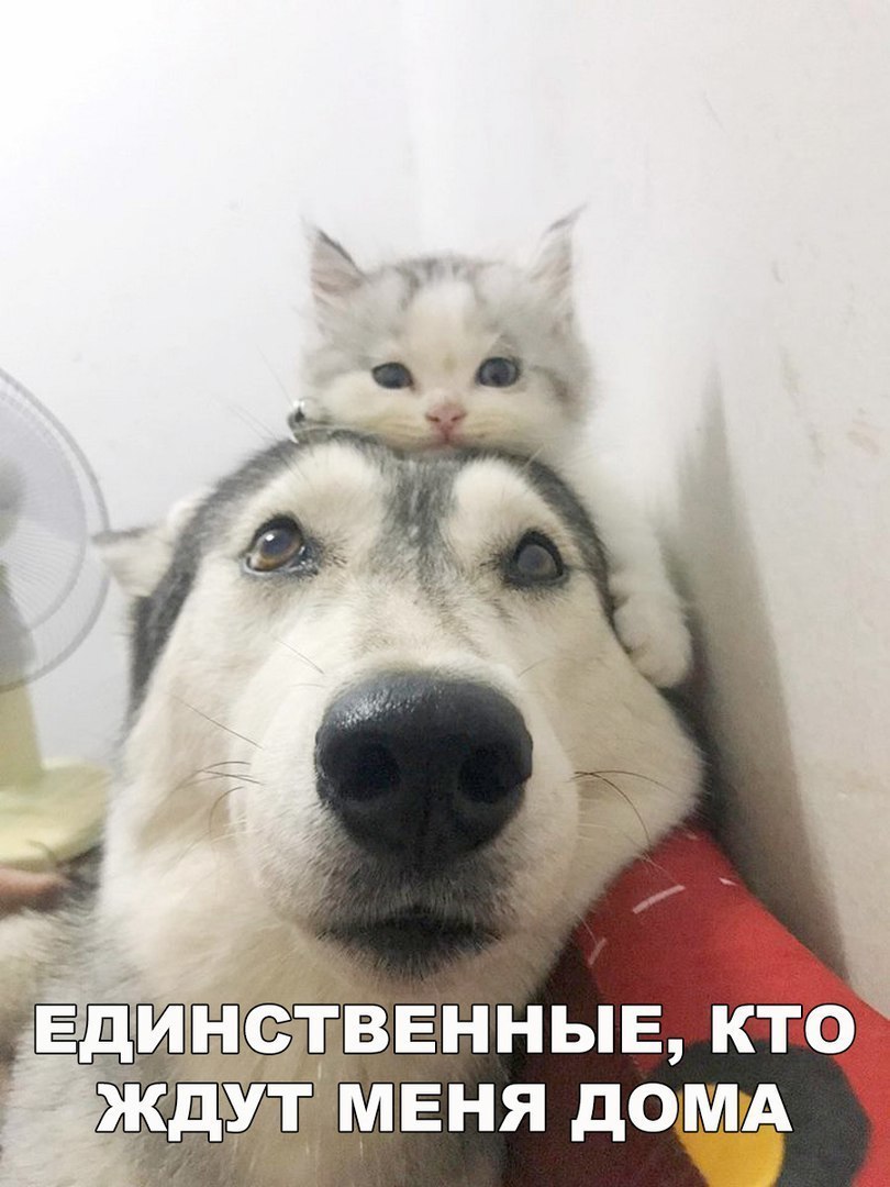 _ исвнныв кгга ждтмвня дотА