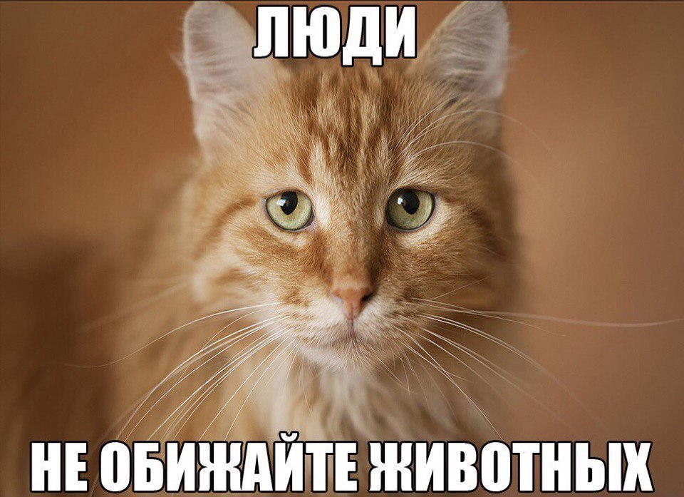 Е Биждиті животных