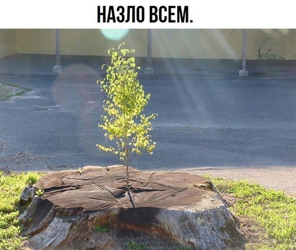 НАЗЛП ВСЕМ