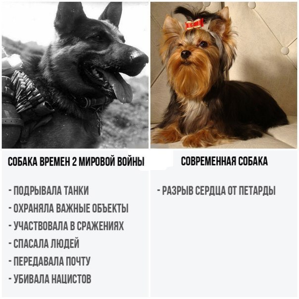 _ СОБАКА ВРЕМЕН 2 МИРПВОЙ ВОЙНЫ СПВРЕМЕННАП ШБАКА ППЛРЫВАЛА ТАНКИ РАЗРЫВ СЕРДЦА ВТ ПЕТАРЛЫ ПХРАННЛА ВАЖНЫЕ ПБЪЕКТЫ УЧАСТВПВАЛА В ЕРАЖЕНИНХ СПАСАПА ЛЮДЕЙ ПЕРЕЛАВАПА ППЧТУ УБИВАЛА НАЦИСТПВ