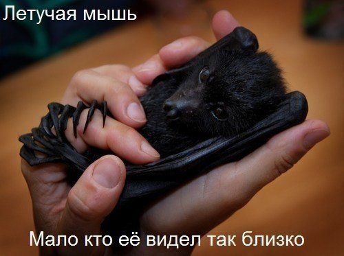 Летучая мышь Мало кто её видел так близко