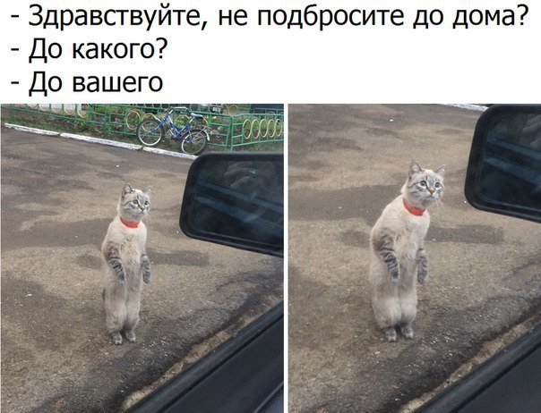 Здравствуйте не подбросите до дома До какого До вашего