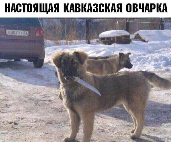 _ НАБШЯЩАЯ КАВКАЗБКАЯ ВВЧАРКА