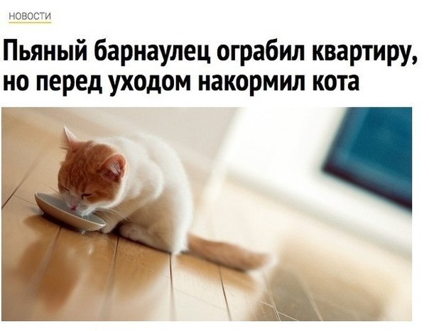 пзоти Пьяный барнаулец ограбил квартиру но перед ух0дом накормил кота