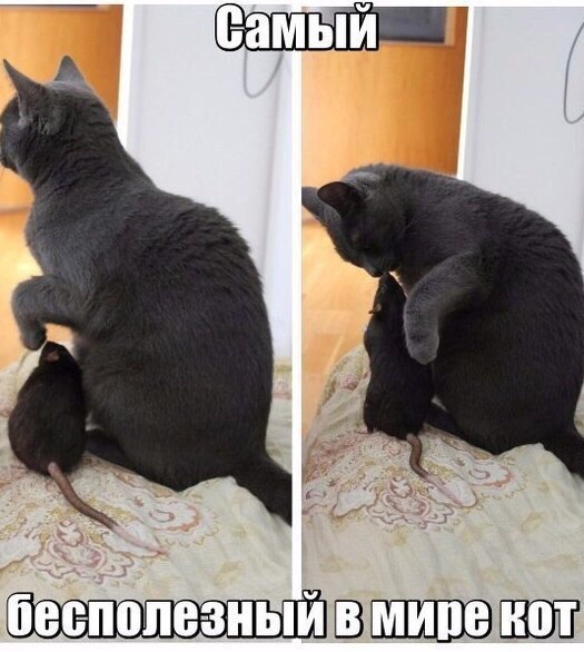 ВШВЭШШЕ