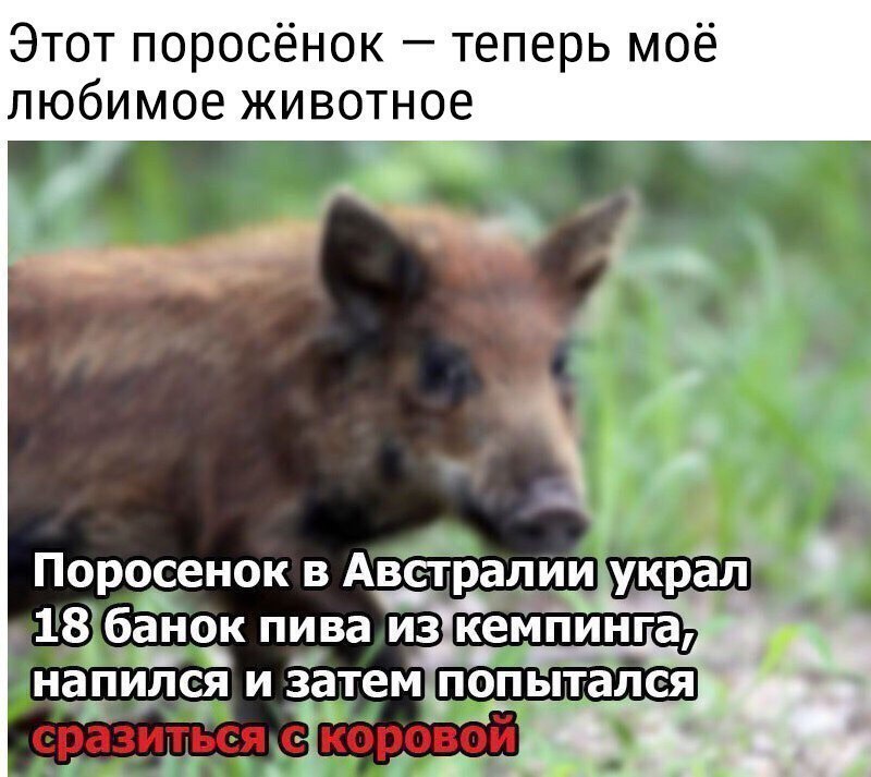 Этот поросёнок теперь моё любимое животное ы Ч Поросенок в Австралии украл 18 баНОк пива из кеМпинга напился и атемпоп ыталея