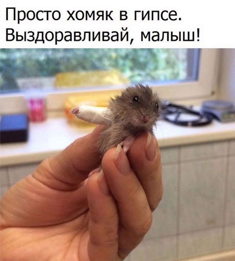 Просто хомяк в гипсе Выздоравливай малыш __