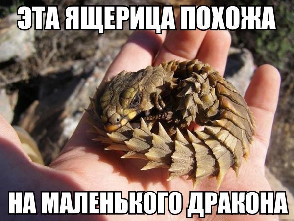 нд мшмнонд