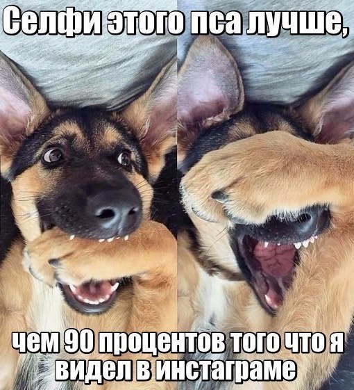 инсташамв
