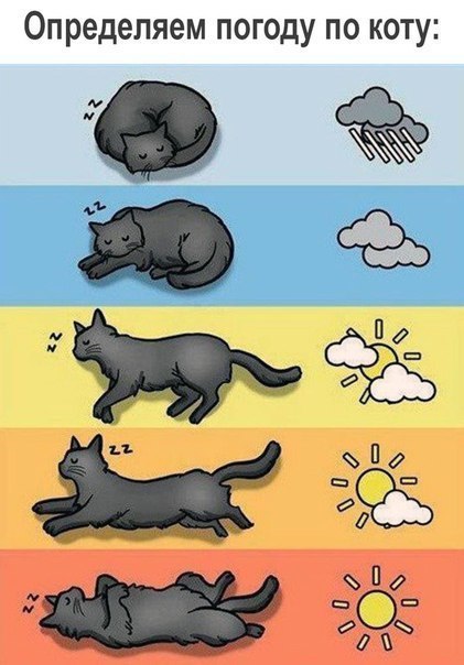 Определяем погоду по коту