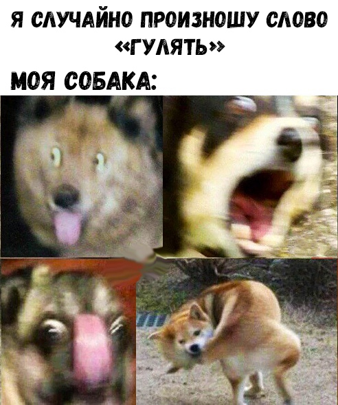 Я СЛУЧАЙНО ПРОИЗНОШУ СЛОВО ГУЛЯТЬ МОЯ СОБАКА