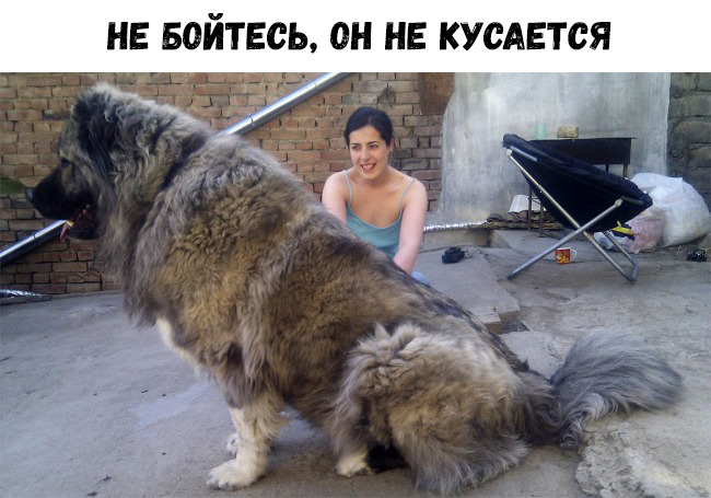 НЕ БОЙТЕСЬ ОН НЕ КУСАЕТСЯ
