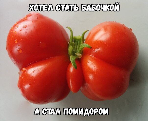 БАБочкой сил помидором