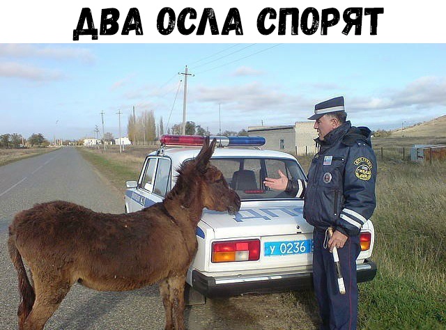 ДВА ОСАА СПОРЯТ
