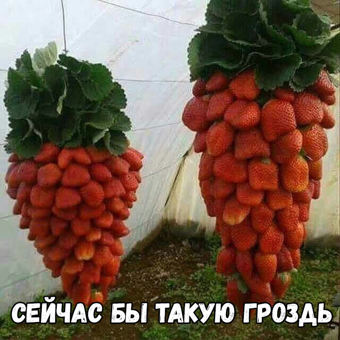 СЕЙчАс вы ТАКУЮ гроздь