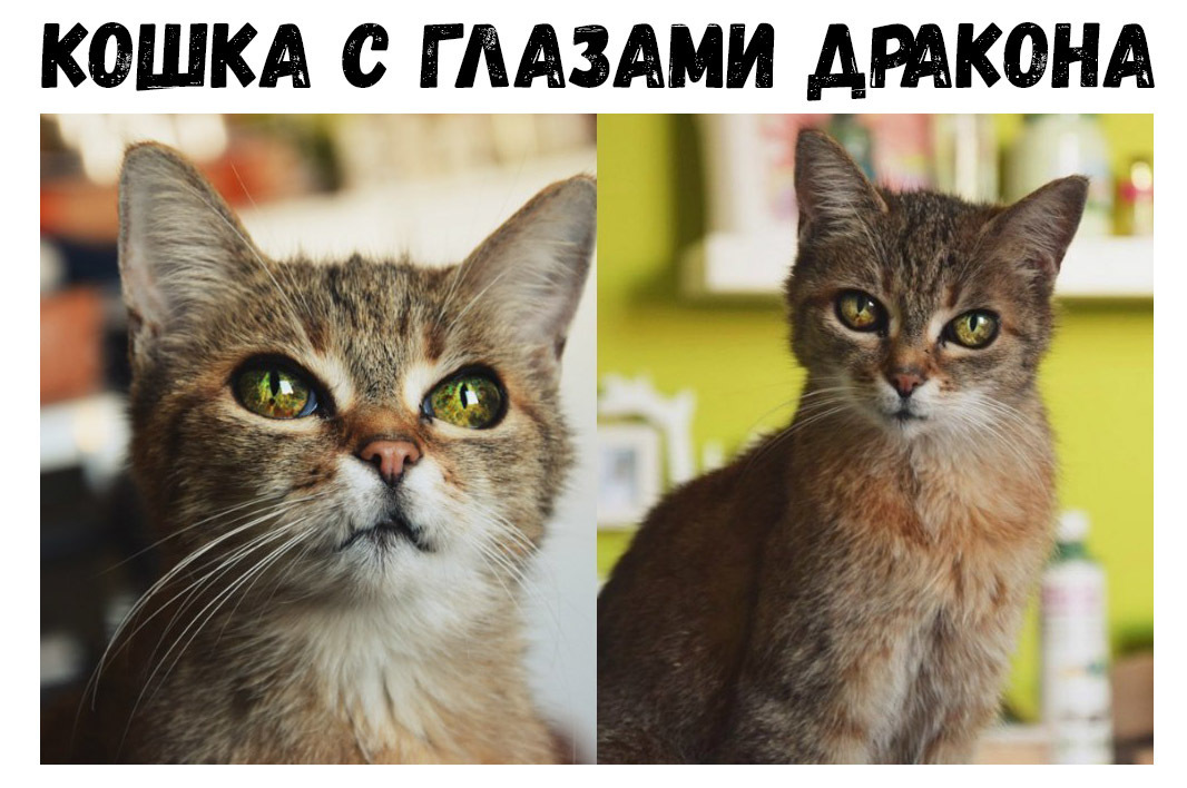 КОШКА с Г ЛАЗАМИ АРАКОНА