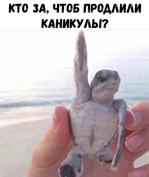 КТ 0 ЗА ЧТОБ ПРОДАИАИ КАНИКУДЫ