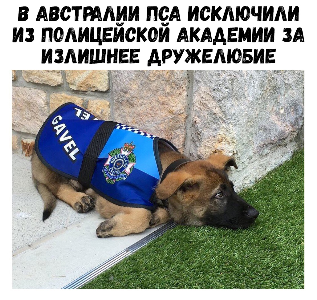 в АвстРААии пеА исключили из полицвискои АКАДЕМИИ ЗА ИШНЕЁАРУЁЁЕЕЮБИЕ А _ Е г _ А 5