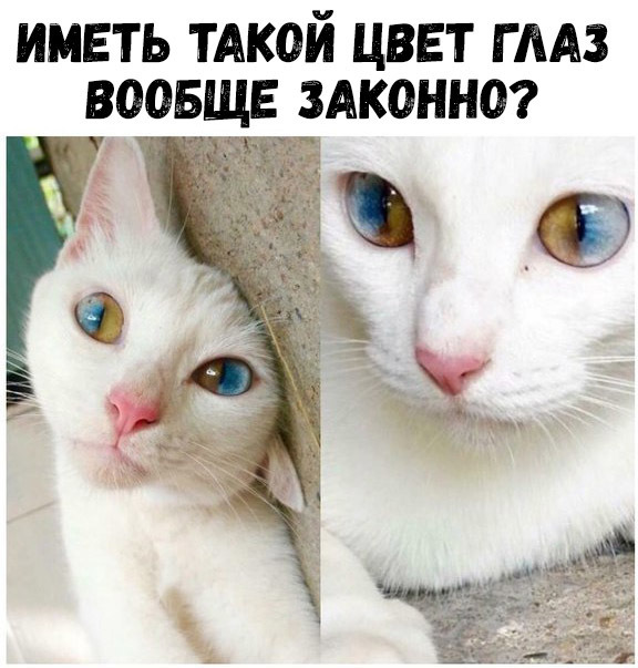 ИМЕТЬ ТАКОЙ ЦВЕТ Г ААЗ ВООБЩЕ ЗАКОННО