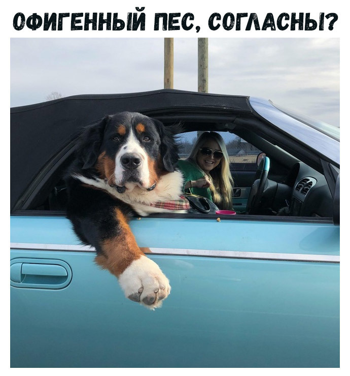 ОФИГЕННЫЙ ПЕС СОГААСНЫ