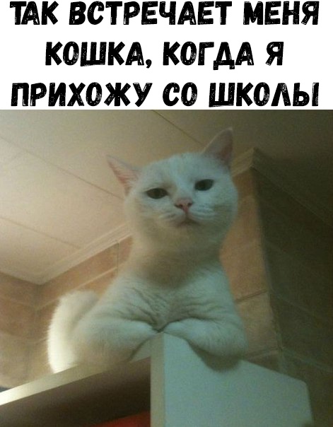 ТАК ВСТРЕЧАЕТ МЕНЯ КОШКА КОГ АА Я _ПРИХОЖУ 00 ШКОАЫ