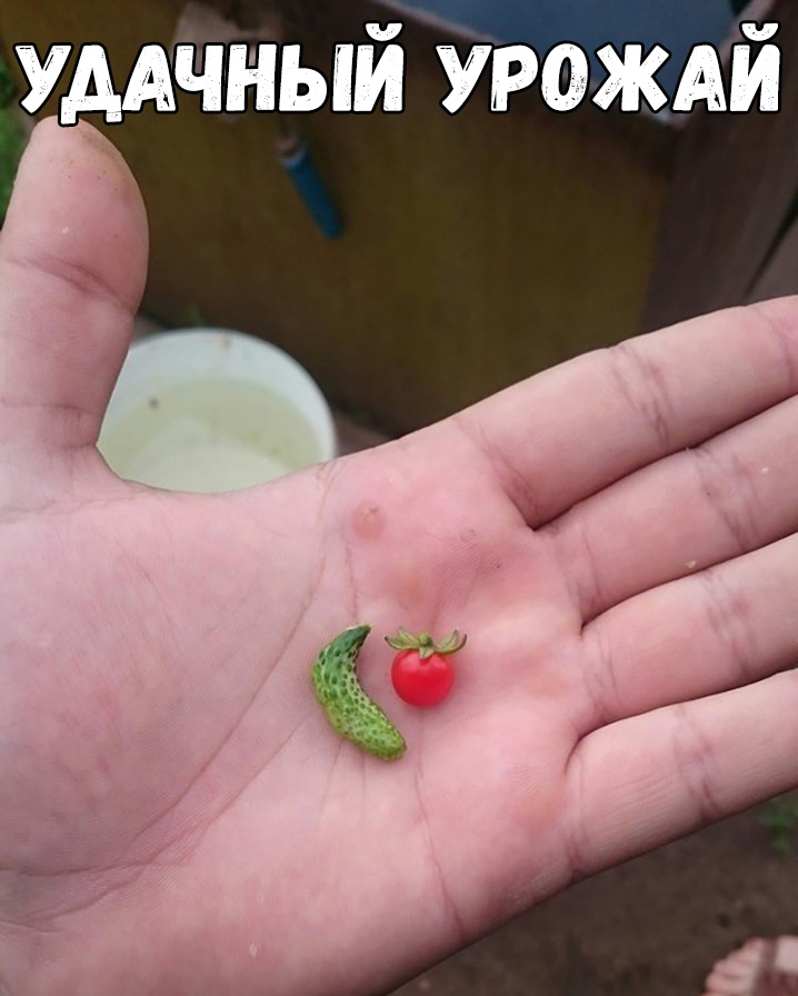 УААЧНЫЙ УРОЖАЙ