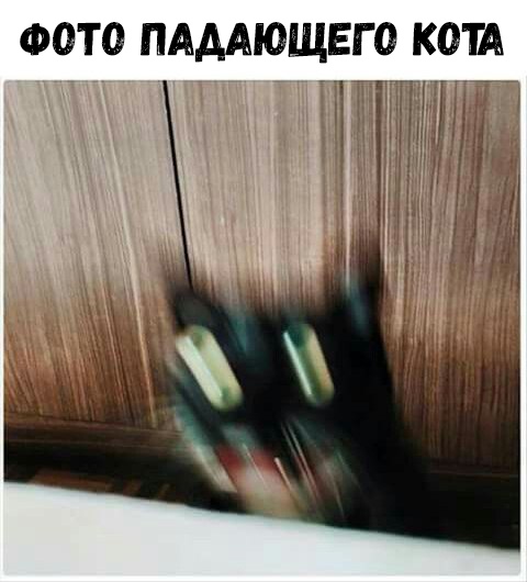 ФОТО ПАААЮЩЕГО КОШ