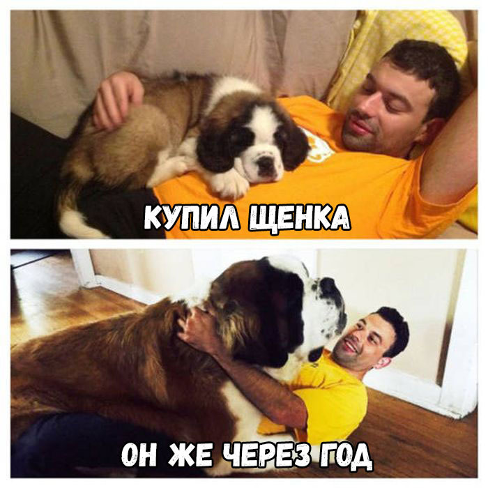 б КУПИА ЩЕНКА ОН ЖЕ ЧЕВЕЗПЁА