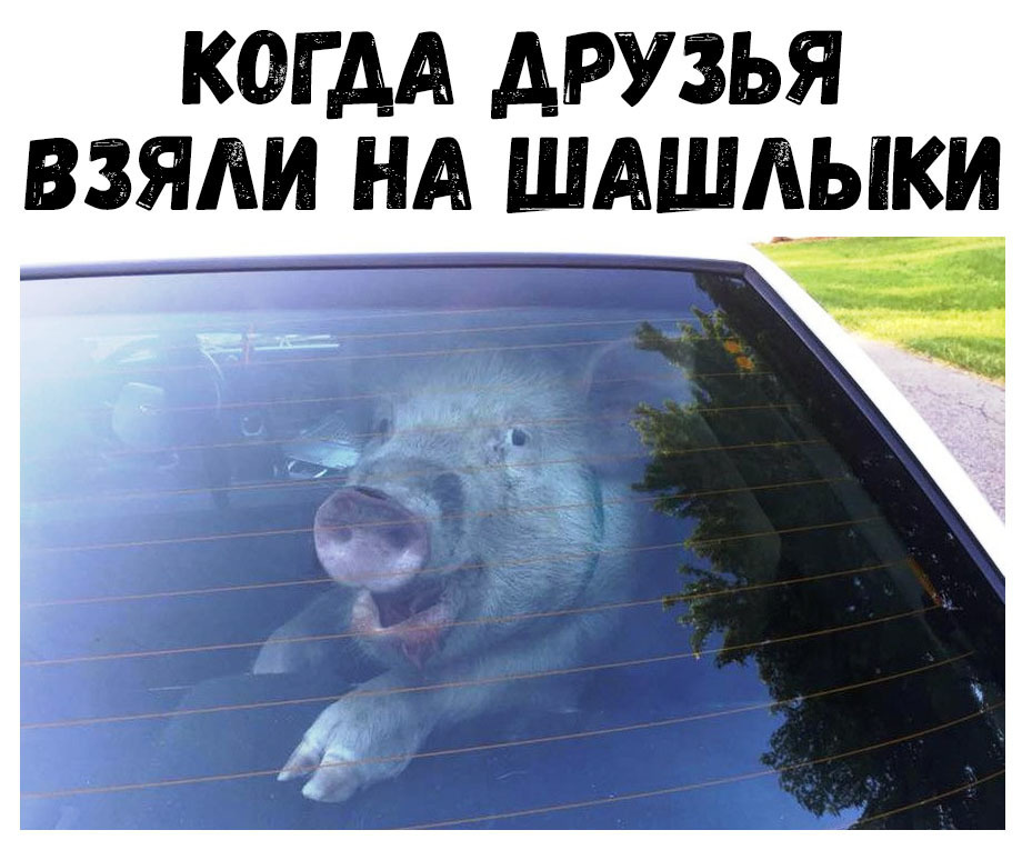 кагдА друзья взяпи НА ШАшдыки 4