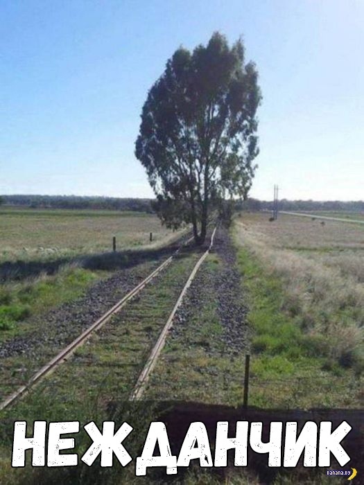 НЕЖААнчиз