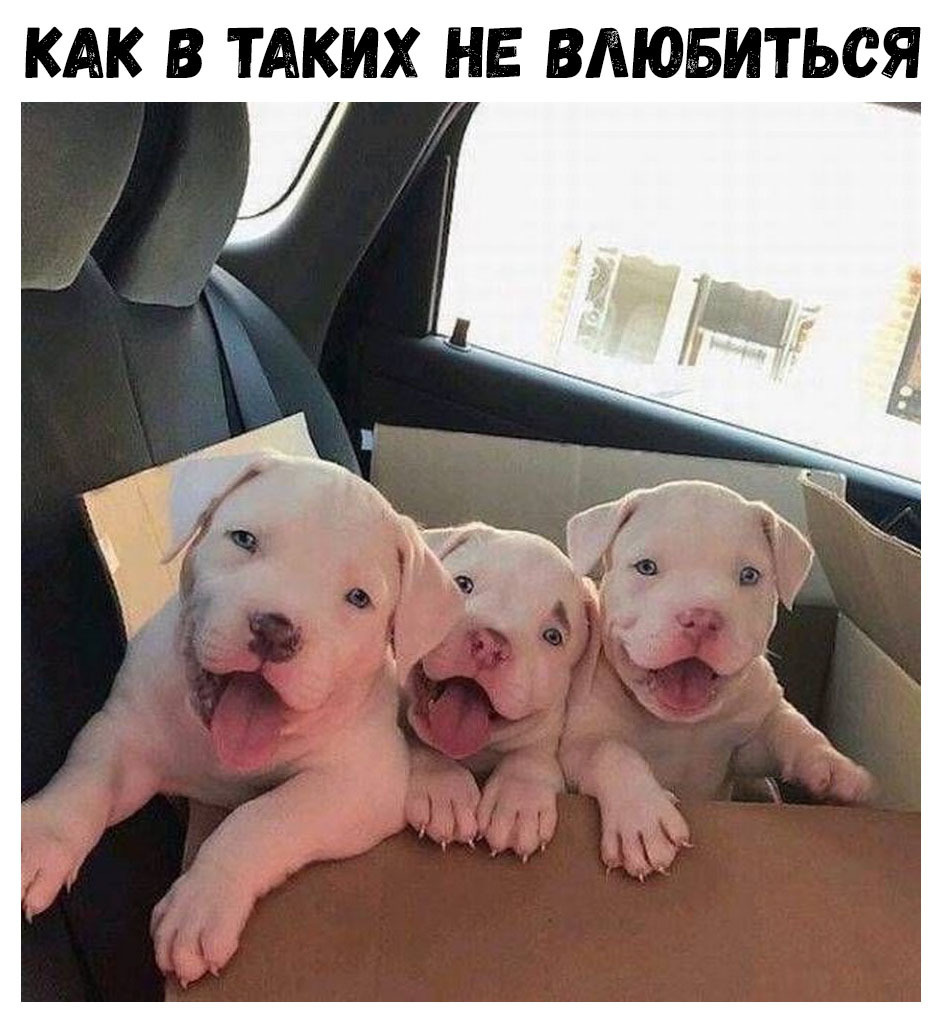 КАК В ТАКИХ НЕ ВЛЮБИТЬСЯ
