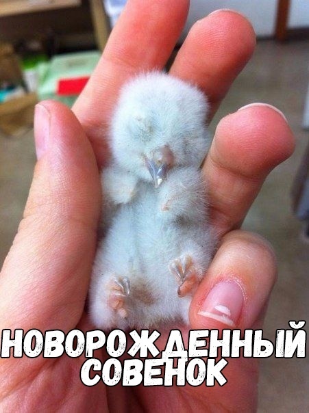 Е сов
