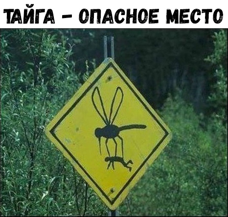 ТАЙГ А ОПАСНОЕ МЕСТО
