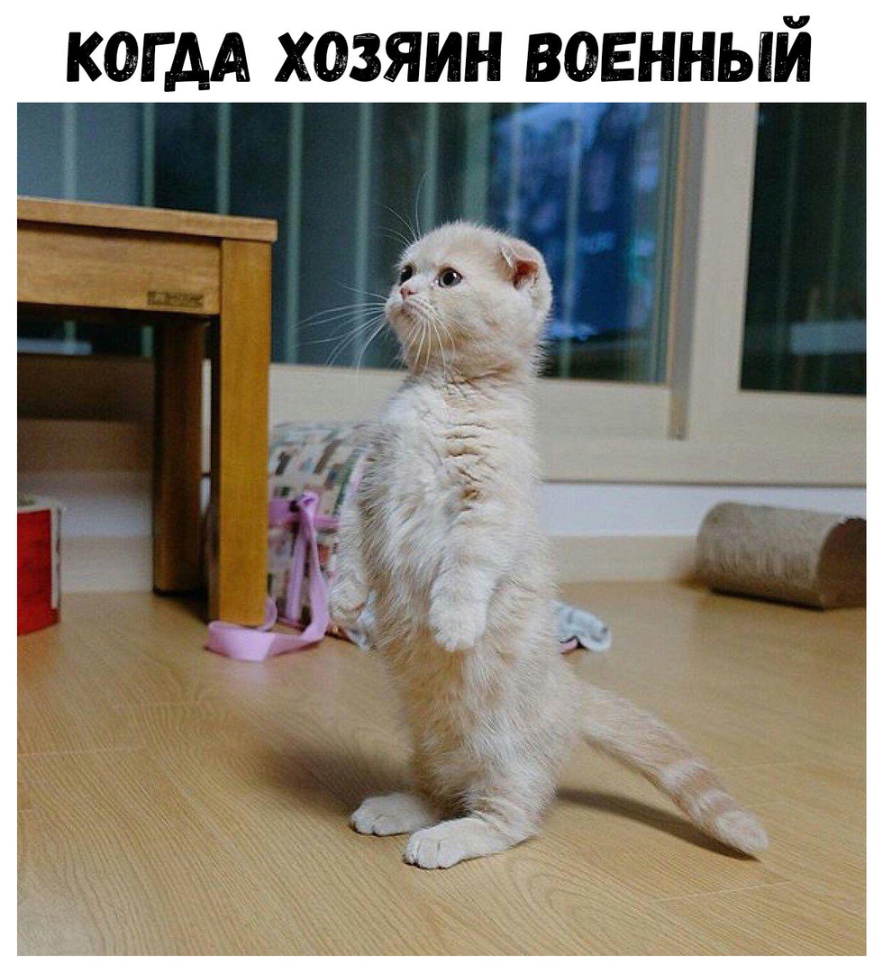 когдА хозяин военный 1х ёк
