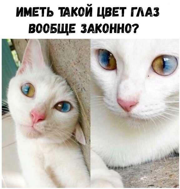иметь шкой цвет гмз воовщв ЗАКОННО
