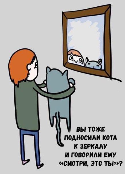 ВЫ ТОЖЕ ПОАНОСИАИ КОТА К ЗЕРКААУ И ЮВОРИАИ ЕМУ СМОТРИ ЭТО ТЫ