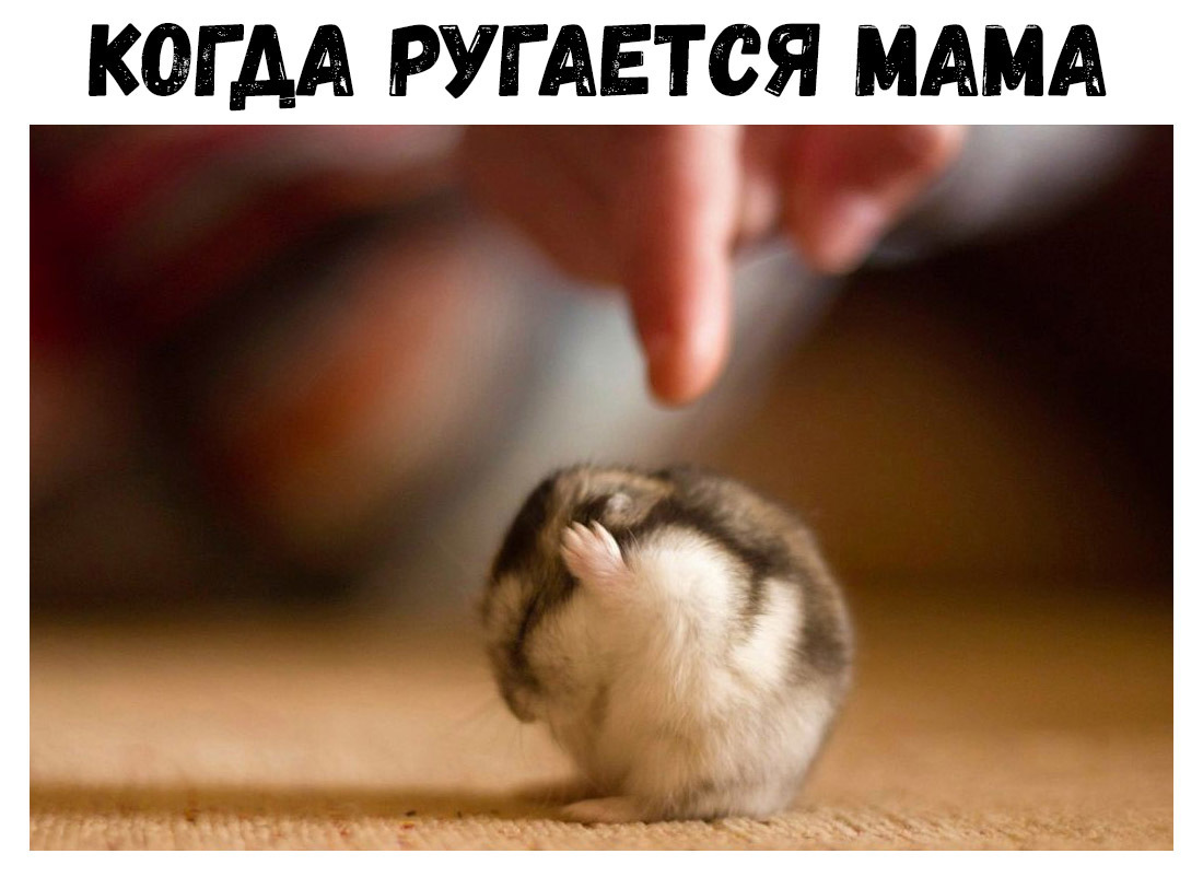 КдГАА РУГАЕТСЯ МАМА