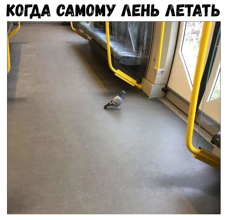 КОГДА САМОМУ ЛЕНЬ ЛЕТАТЬ