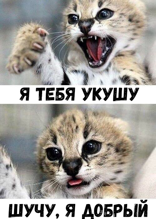 шУчУ я доврый
