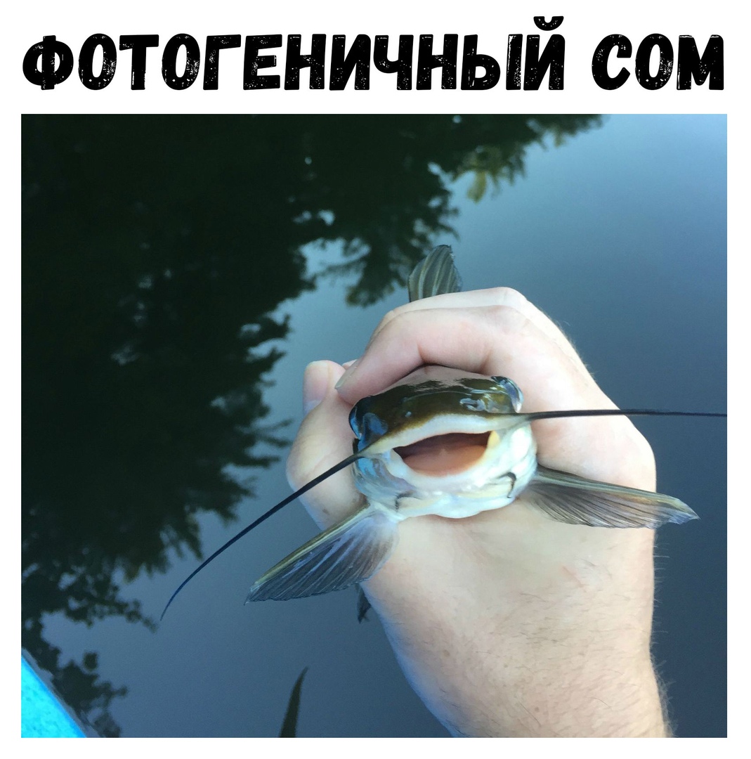 Фотагвничный см