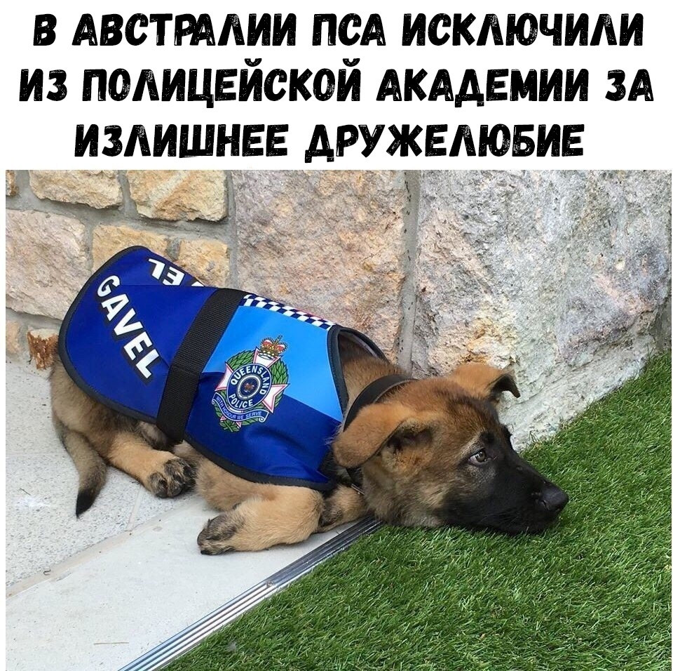 в АВСТРААИИ псА исключипи из педицвискои АКАДЕМИИ зА Мишна дружат