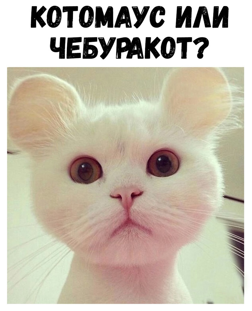 КФТОМАУС ИЛИ ЧЕБУРАКОТ