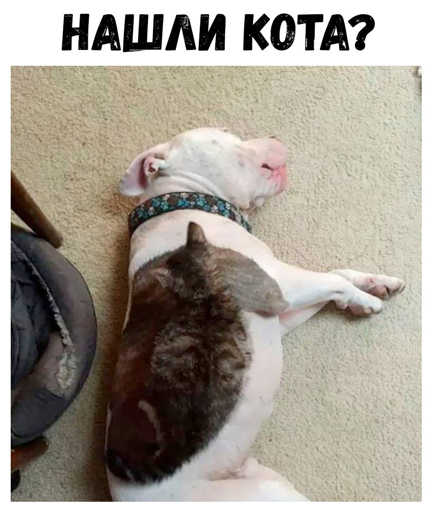 НАШЛИ КША