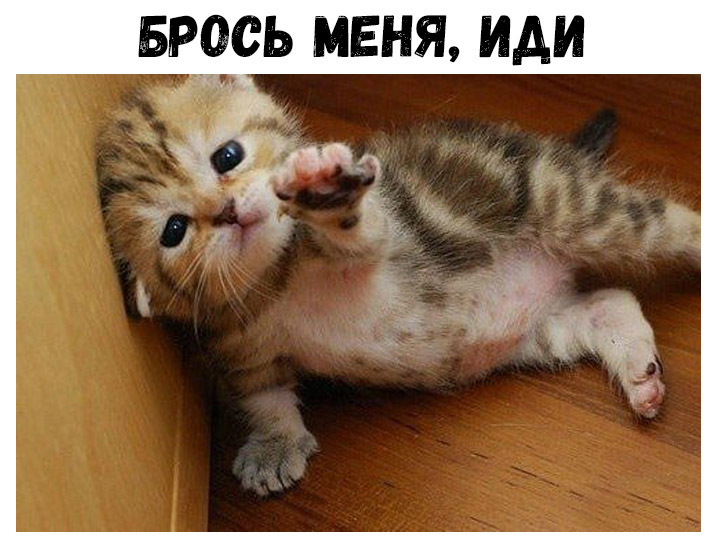 вврсь меня Иди да