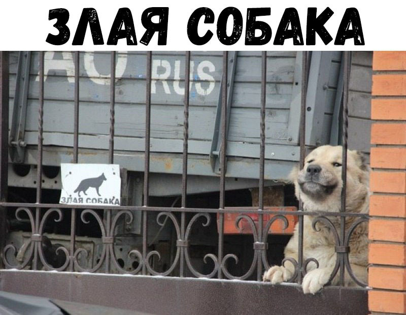 ААя совАкА
